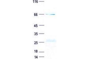 Validation with Western Blot (CD2 Protein (CD2) (GST tag,His tag))