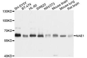 Western blot analysis of extracts of various cell lines, using NAE1 antibody. (NAE1 antibody  (AA 1-220))