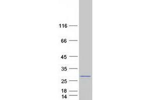 SPCS2 Protein (Myc-DYKDDDDK Tag)