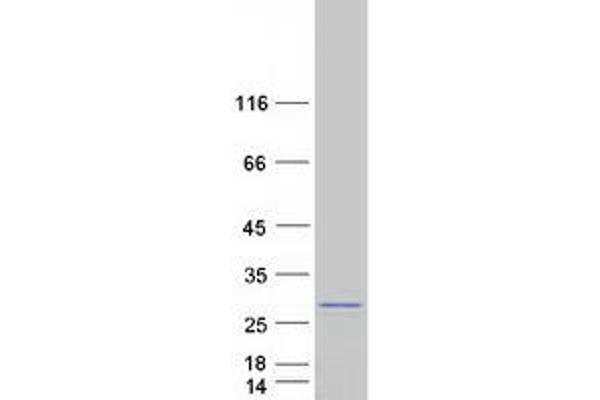 SPCS2 Protein (Myc-DYKDDDDK Tag)