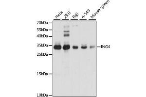 Western blot analysis of extracts of various cell lines, using ING4 antibody (ABIN2563434) at 1:1000 dilution. (ING4 antibody)
