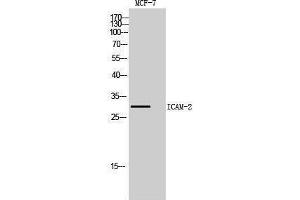 Western Blotting (WB) image for anti-Intercellular Adhesion Molecule 2 (ICAM2) (Internal Region) antibody (ABIN3181442) (ICAM2 antibody  (Internal Region))