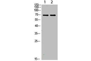 Western Blot analysis of 1,mouse-lung 2,mouse-brain cells using primary antibody diluted at 1:1000(4 °C overnight). (FOXO3 antibody  (AA 550-580))