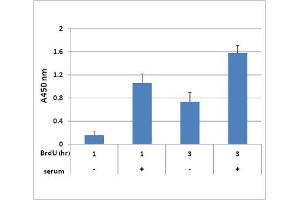 Serum Stimulation of Proliferation in HEK 293 Cells.