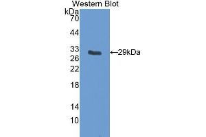 Western Blotting (WB) image for anti-Insulin-Like Growth Factor Binding Protein 5 (IGFBP5) (AA 25-271) antibody (ABIN1078205) (IGFBP5 antibody  (AA 25-271))