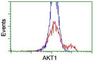 Image no. 3 for anti-V-Akt Murine Thymoma Viral Oncogene Homolog 1 (AKT1) antibody (ABIN1496558) (AKT1 antibody)
