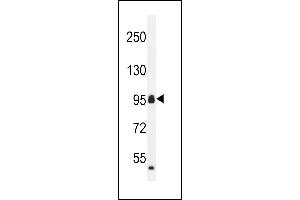 CCDC110 antibody  (C-Term)