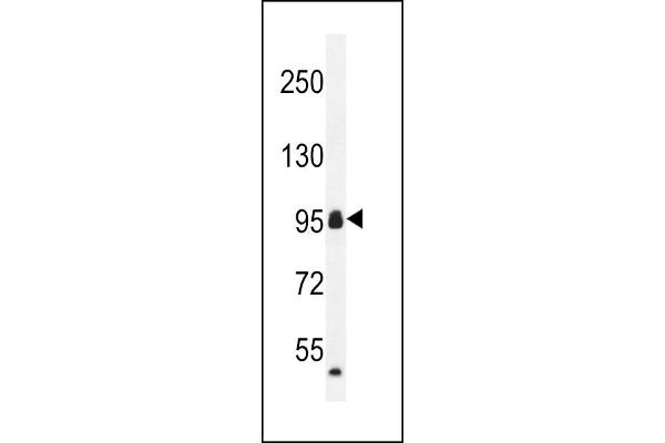 CCDC110 anticorps  (C-Term)