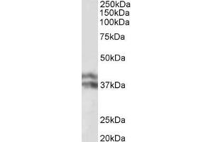 ABIN870672 (0. (HP beta Chain (Internal Region) antibody)