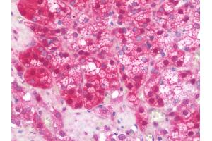Anti-SERPINA10 / PZI antibody IHC staining of human adrenal. (SERPINA10 antibody  (AA 186-444))