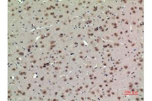 Immunohistochemistry (IHC) analysis of paraffin-embedded Rat Brain, antibody was diluted at 1:100. (ARNTL antibody  (Lys538))