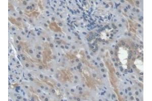 Detection of EPO in Human Kidney Tissue using Monoclonal Antibody to Erythropoietin (EPO) (EPO antibody  (AA 28-193))