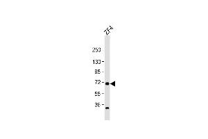 Anti-rab11fip4a Antibody (Center) at 1:1000 dilution + ZF4 whole cell lysate Lysates/proteins at 20 μg per lane. (RAB11FIP4 antibody  (AA 183-216))
