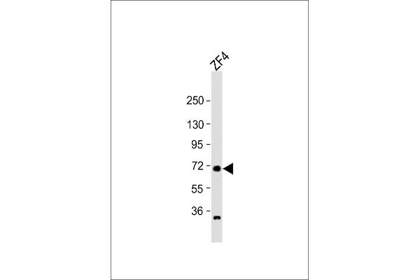 RAB11FIP4 antibody  (AA 183-216)