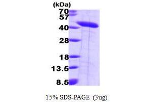 SDS-PAGE (SDS) image for Septin 2 (SEPT2) (AA 1-361) protein (His tag) (ABIN667212) (Septin 2 Protein (SEPT2) (AA 1-361) (His tag))