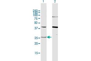 Western Blot analysis of YWHAG expression in transfected 293T cell line by YWHAG MaxPab polyclonal antibody. (14-3-3 gamma antibody  (AA 1-247))
