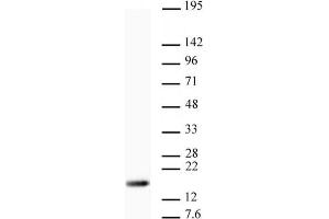 Western blot of Histone H3 trimethyl Lys9 antibody. (Histone 3 antibody  (H3K9me3))