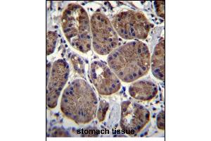 CLEC7A Antibody (N-term) (ABIN657292 and ABIN2846377) immunohistochemistry analysis in formalin fixed and paraffin embedded human stomach tissue followed by peroxidase conjugation of the secondary antibody and DAB staining. (CLEC7A antibody  (N-Term))