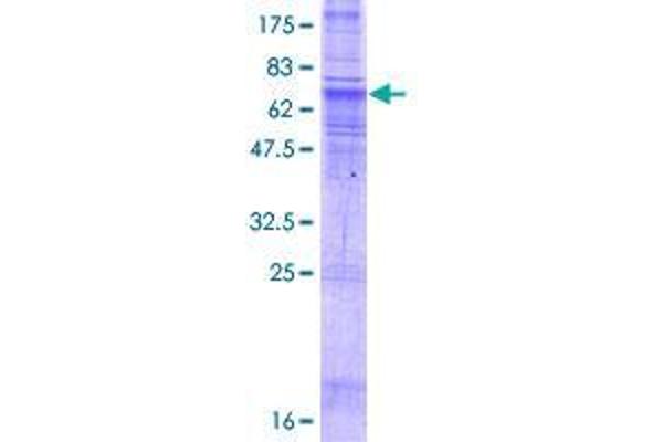 SLC35B2 Protein (AA 1-432) (GST tag)