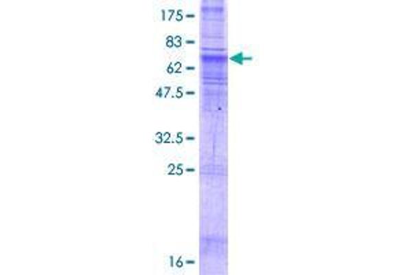SLC35B2 Protein (AA 1-432) (GST tag)