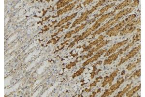 ABIN6277623 at 1/100 staining Human gastric tissue by IHC-P. (CTSA antibody  (C-Term))