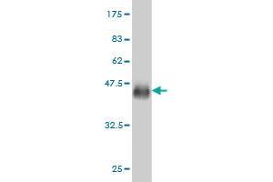 Western Blot detection against Immunogen (36. (BOLL antibody  (AA 185-283))