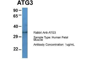 Host: Rabbit  Target Name: ATG3  Sample Tissue: Human Fetal Muscle  Antibody Dilution: 1. (ATG3 antibody  (Middle Region))