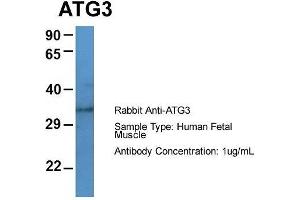 Host: Rabbit  Target Name: ATG3  Sample Tissue: Human Fetal Muscle  Antibody Dilution: 1. (ATG3 antibody  (Middle Region))