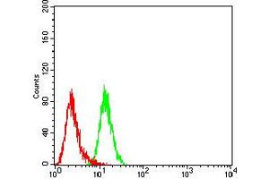 Flow cytometric analysis of HL-60 cells using CD195 mouse mAb (green) and negative control (red). (CCR5 antibody)