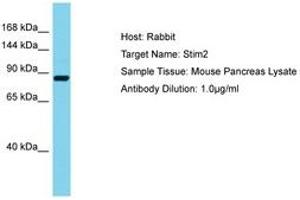 Image no. 1 for anti-Stromal Interaction Molecule 2 (Stim2) (AA 663-712) antibody (ABIN6750504) (Stim2 antibody  (AA 663-712))