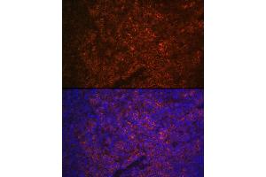 Immunofluorescence analysis of mouse spleen using P2RX5 Rabbit pAb (ABIN6132450, ABIN6145117, ABIN6145118 and ABIN6215403) at dilution of 1:100 (40x lens). (P2RX5 antibody  (AA 341-422))