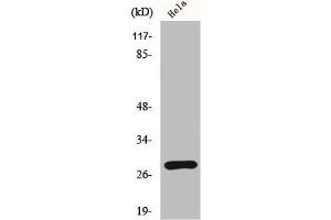 Western Blot analysis of HeLa cells using HES-6 Polyclonal Antibody (HES6 antibody  (N-Term))