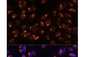 Immunofluorescence analysis of U-2 OS cells using NUCB1 Polyclonal Antibody at dilution of 1:100 (40x lens). (Nucleobindin 1 antibody)