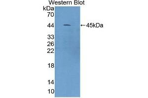 Figure. (CAMK1 antibody  (AA 1-370))