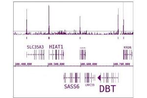 RNA pol II CTD phospho Ser7 antibody (mAb) tested by ChIP-Seq. (Rpb1 CTD antibody  (pSer7, Ser7))