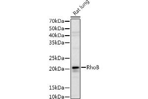 Western blot analysis of extracts of Rat lung, using RhoB Rabbit pAb antibody (ABIN3016775, ABIN3016776, ABIN3016777 and ABIN6219838) at 1:1000 dilution. (RHOB antibody  (C-Term))