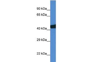 WB Suggested Anti-Sec14l3 Antibody Titration: 1. (SEC14L3 antibody  (C-Term))