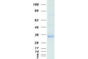 Validation with Western Blot