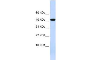 WB Suggested Anti-AGT Antibody Titration:  0. (AGT antibody  (N-Term))