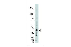 The anti-CEM15 Pab (ABIN388143 and ABIN2846473) is used in Western blot to detect CEM15 in  cell lysate. (APOBEC3G antibody  (C-Term))