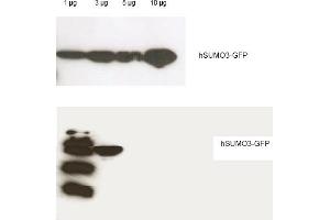 Western blot analysis is shown using Rockland's Affinity Purified anti-Human SUMO-3 antibody to detect GFP-SUMO fusion proteins (arrowheads). (SUMO3 antibody)