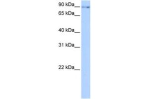 Western Blotting (WB) image for anti-Nuclear Fragile X Mental Retardation Protein Interacting Protein 2 (NUFIP2) antibody (ABIN2463445) (NUFIP2 antibody)