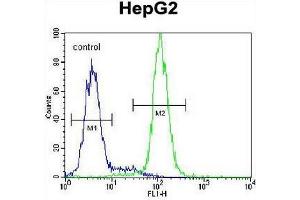 CST9 Antibody (C-term) flow cytometric analysis of HepG2 cells (right histogram) compared to a negative control cell (left histogram). (CST9 antibody  (C-Term))