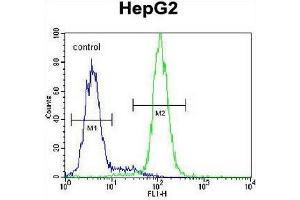 CST9 Antibody (C-term) flow cytometric analysis of HepG2 cells (right histogram) compared to a negative control cell (left histogram). (CST9 antibody  (C-Term))