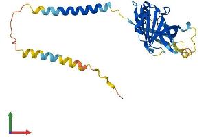 AlphaFold protein structure predicition of Human Recombinant ITM2A Protein, UniprotID O43736
