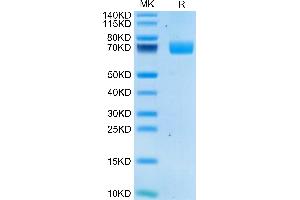 2B4 Protein (AA 22-221) (Fc Tag)