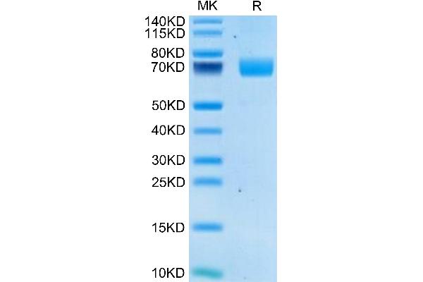 2B4 Protein (AA 22-221) (Fc Tag)