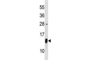 HSP10 antibody western blot analysis in HepG2 lysate. (HSPE1 antibody  (AA 38-64))