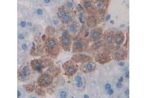 IHC-P analysis of Mouse Tissue, with DAB staining. (FGA antibody  (AA 357-556))