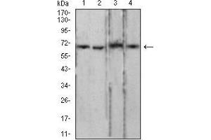 Western Blotting (WB) image for anti-Lamin B2 (LMNB2) (AA 401-600) antibody (ABIN5870700) (Lamin B2 antibody  (AA 401-600))